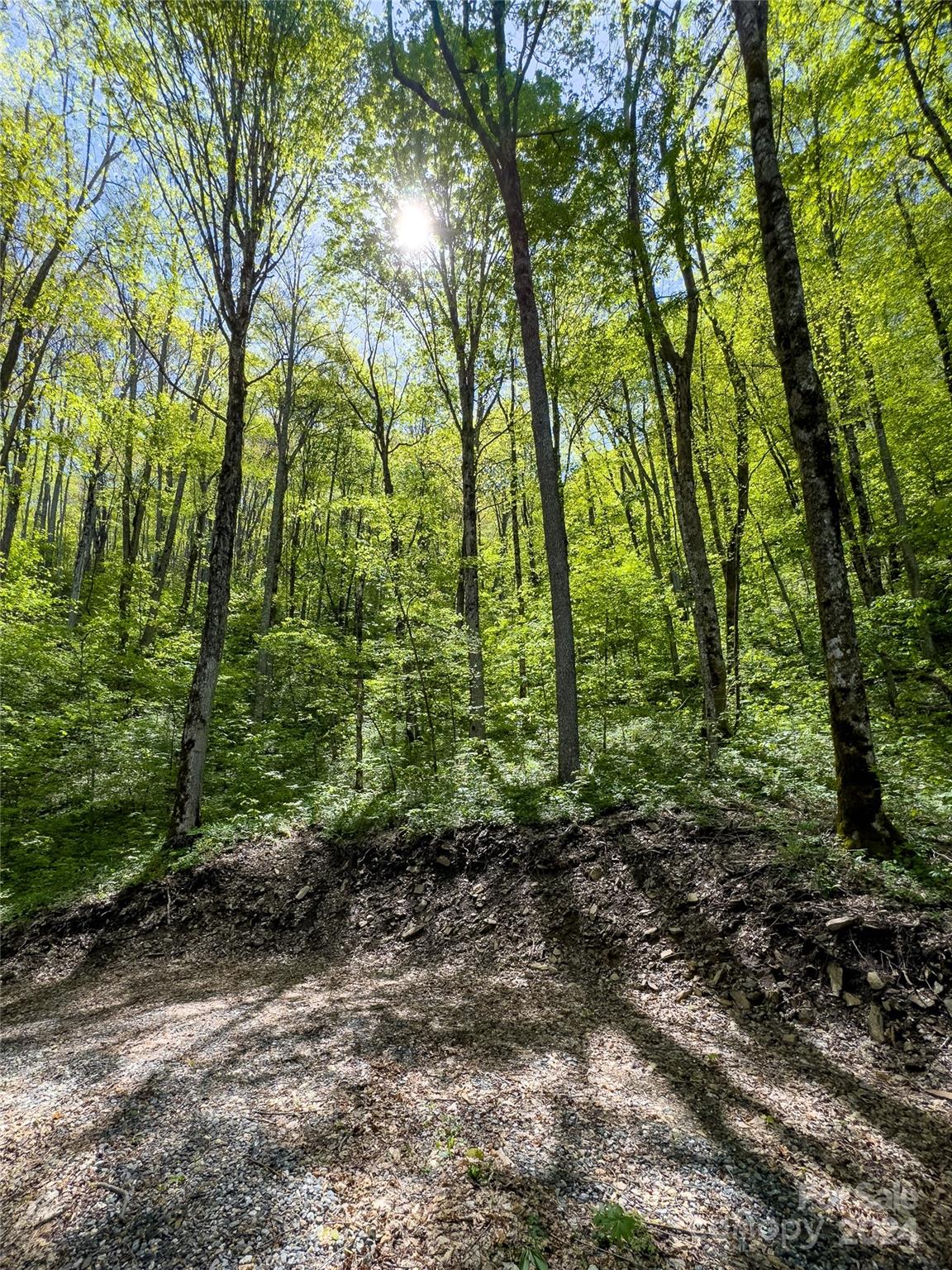 Lot 74 Black Rock Road, Unit 74 Cherokee, NC 28719 - Photo 15 of 24 a big yard with lots of green space and trees