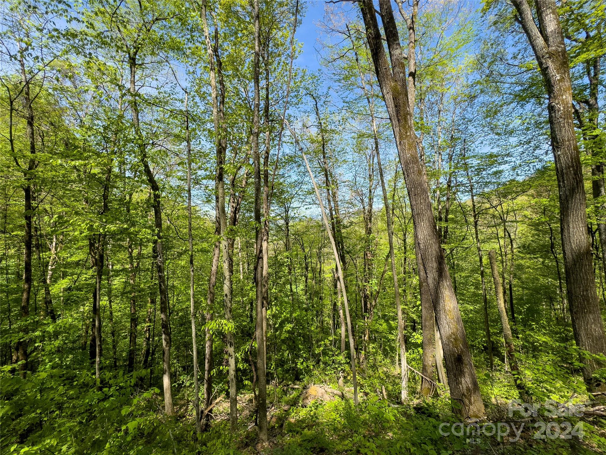 Lot 74 Black Rock Road, Unit 74 Cherokee, NC 28719 - Photo 16 of 24 a close up of a plant in a garden