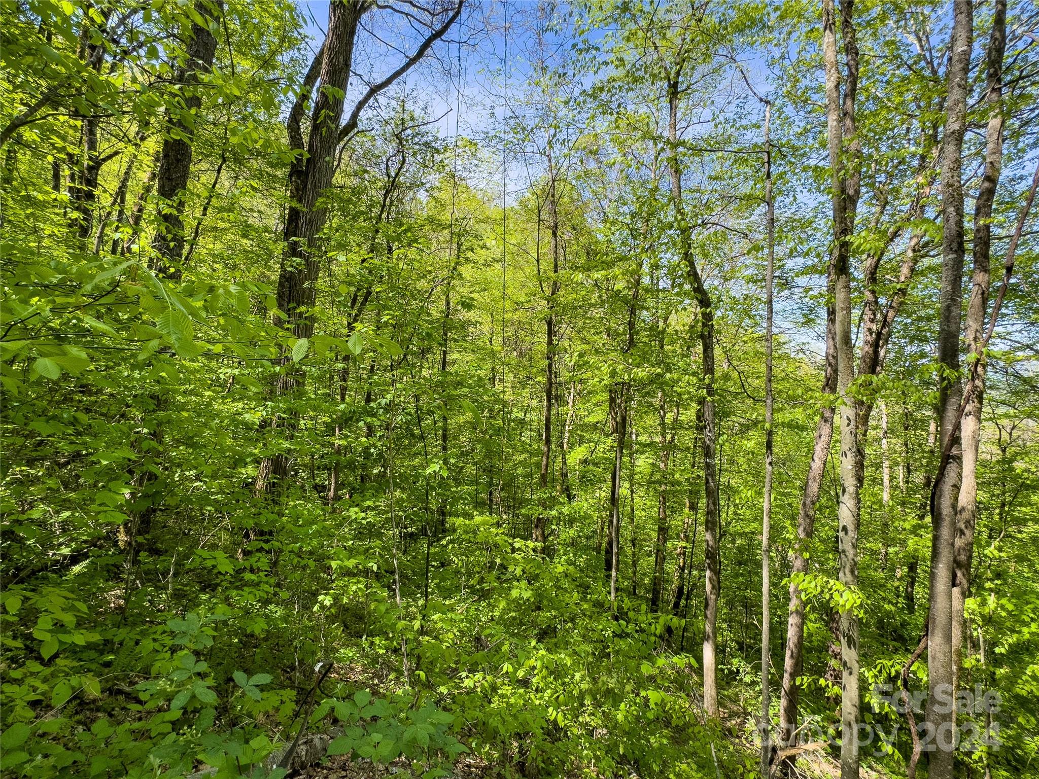 Lot 74 Black Rock Road, Unit 74 Cherokee, NC 28719 - Photo 17 of 24 a view of a yard