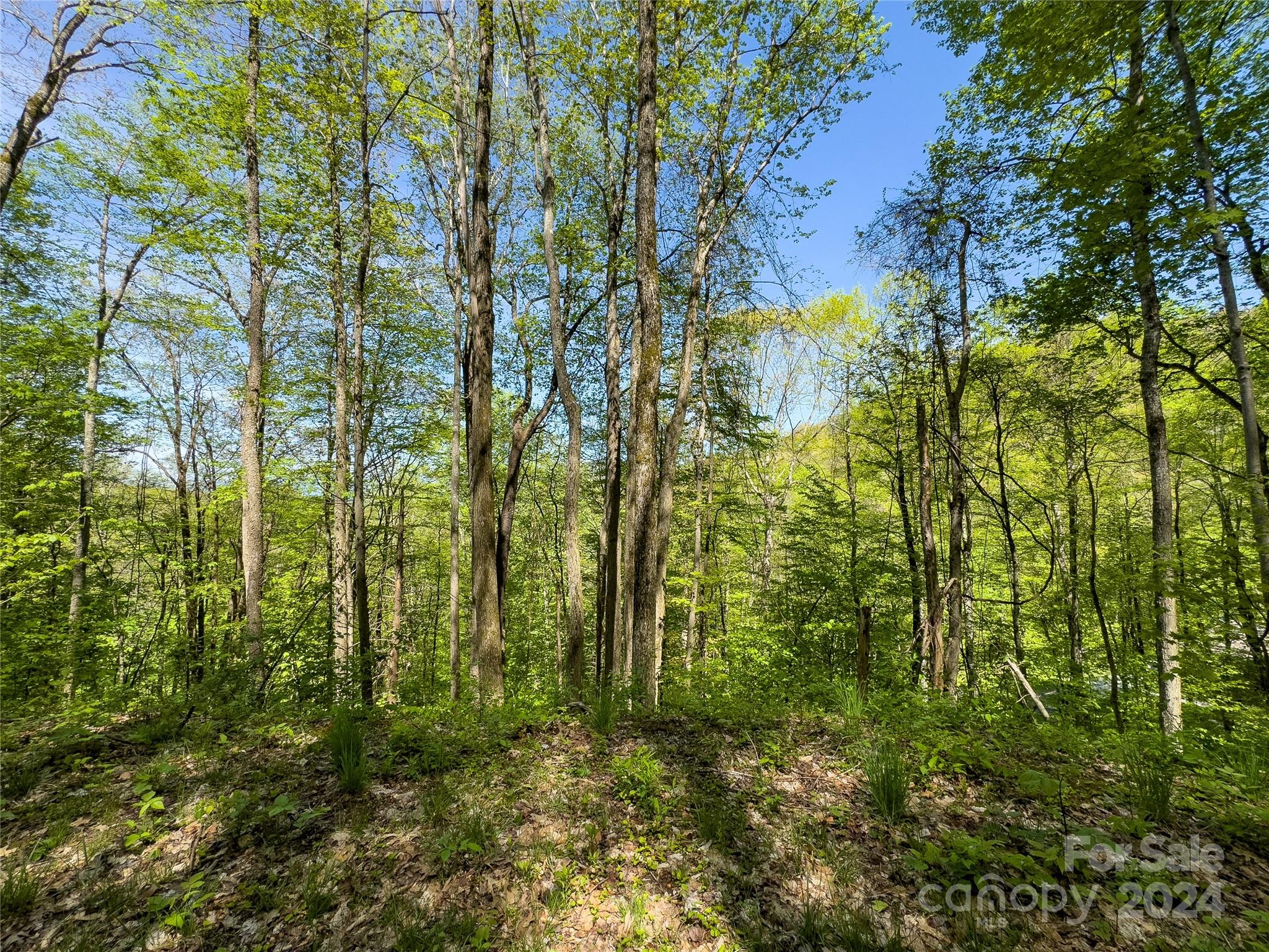 Lot 74 Black Rock Road, Unit 74 Cherokee, NC 28719 - Photo 19 of 24 a view of a yard with plants and large trees