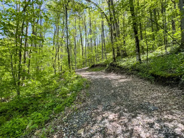 a view of a yard with plants and large trees