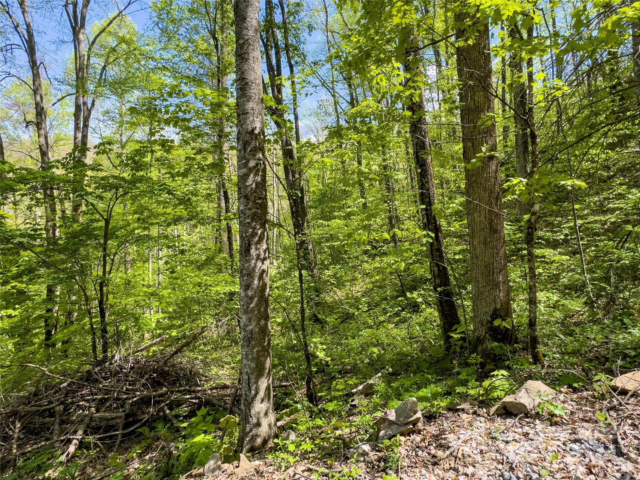 Lot 74 Black Rock Road, Unit 74 Cherokee, NC 28719 - Photo 6 of 24 a view of a garden