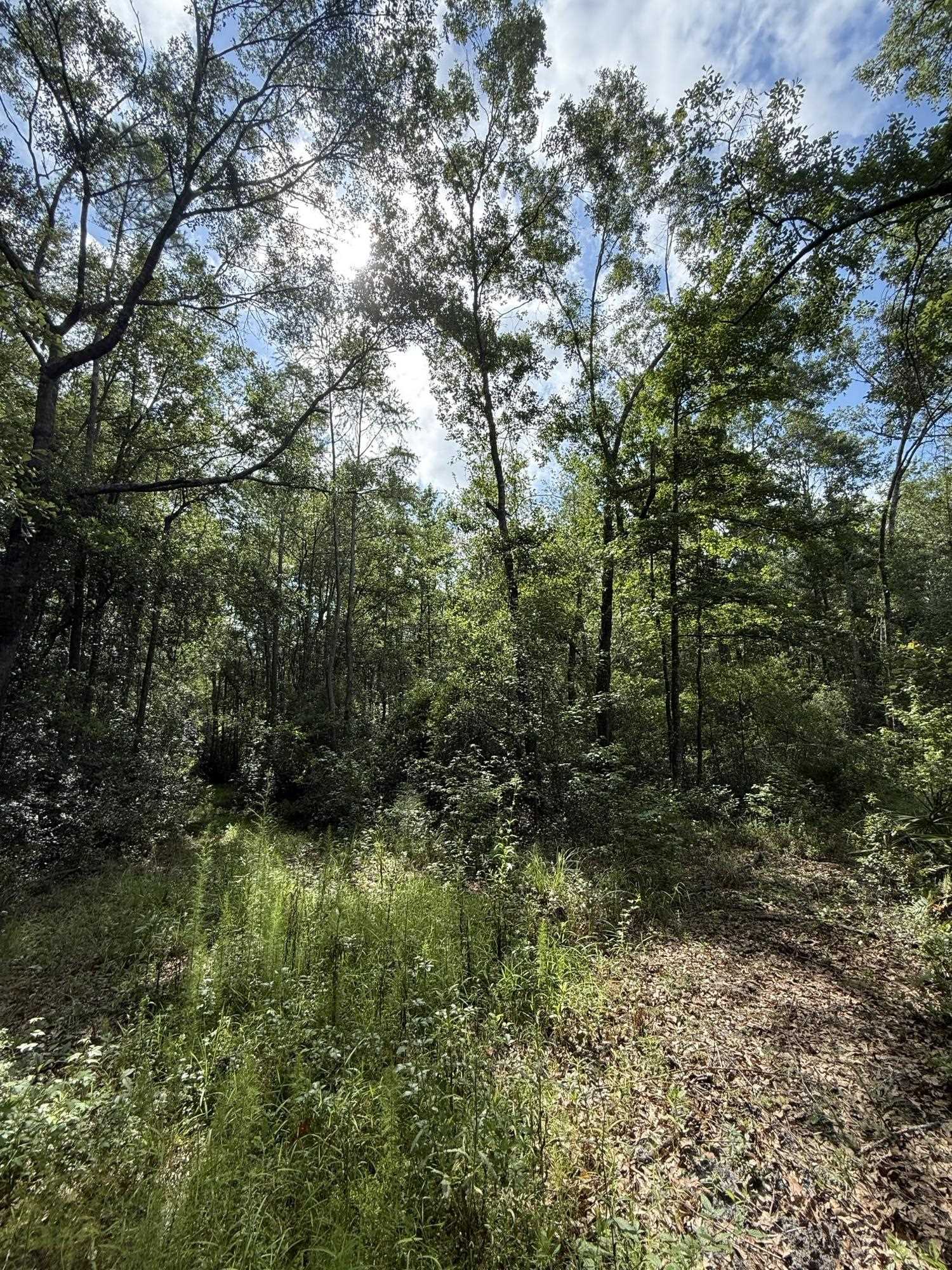 Xxx Neely Road Monticello, FL 32344 - Photo 26 of 37