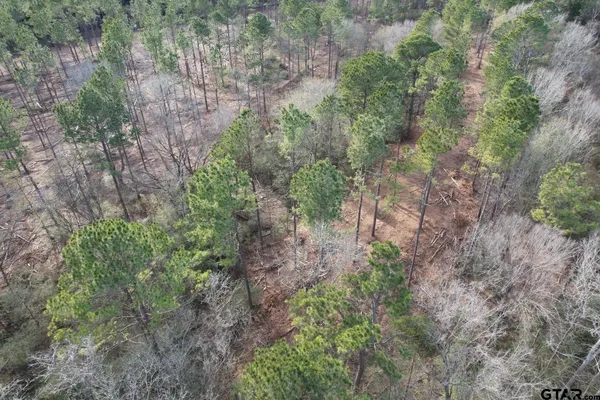 a view of a forest with trees all around