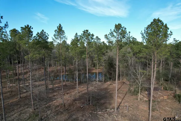 a view of a forest with a tree