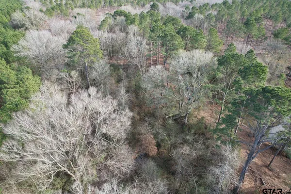 a view of a forest with lots of trees