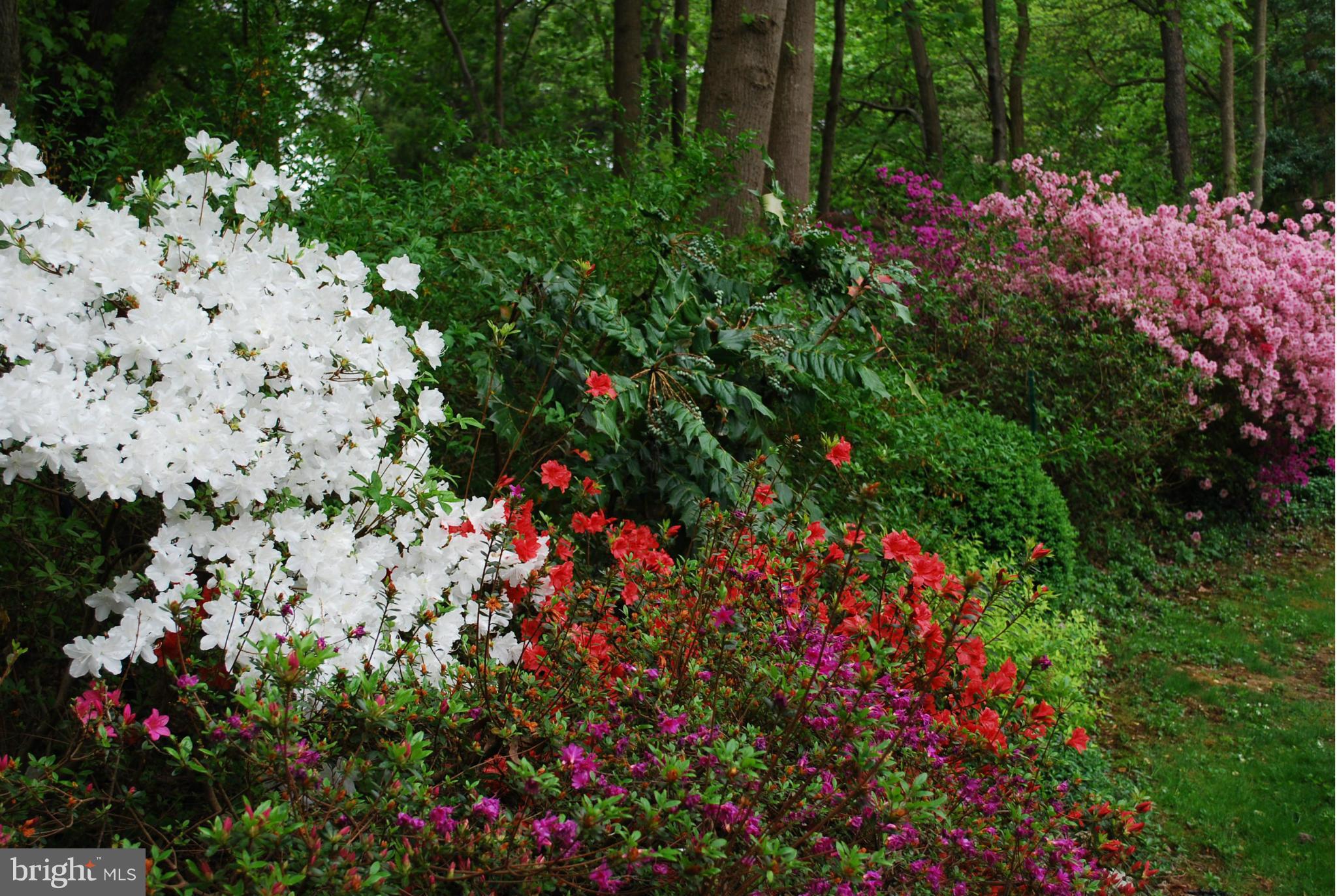 985 St George Barber Road Davidsonville, MD 21035 - Photo 25 of 30 Flowers designed to bloom in all seasons