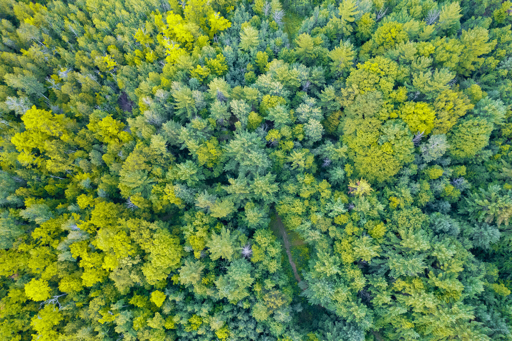 AERIAL