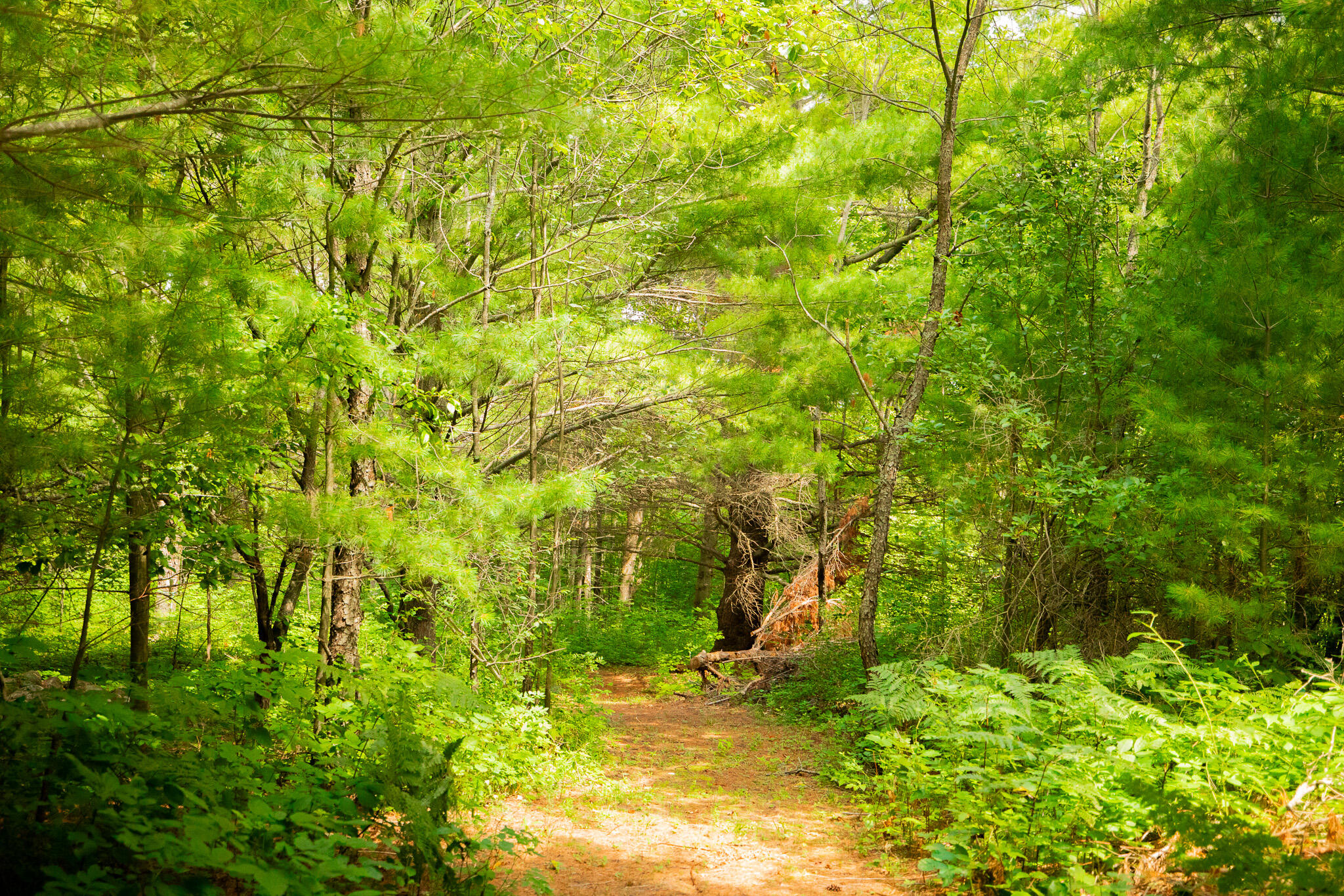 PATH1