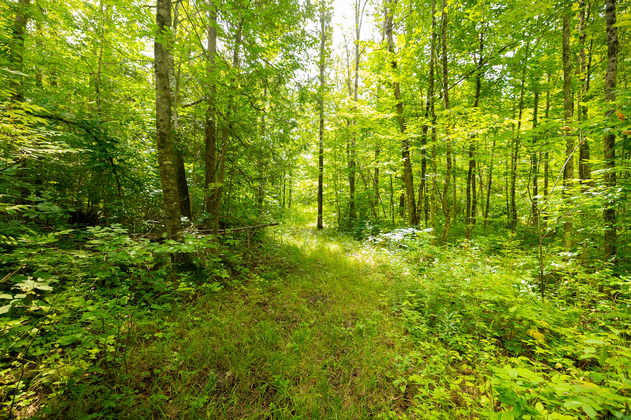 PATH4