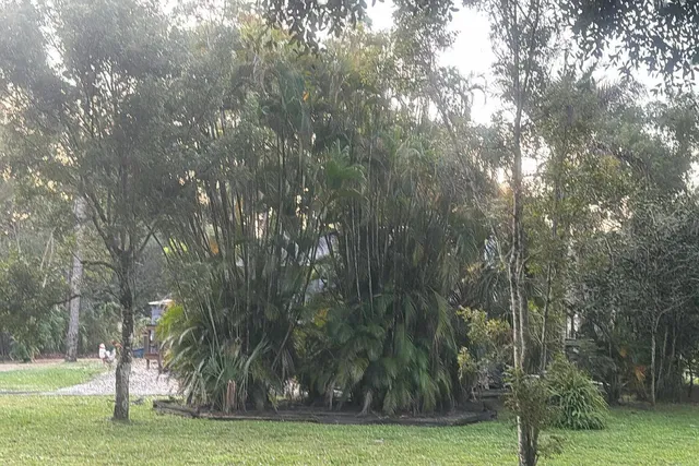 a view of a park with large trees