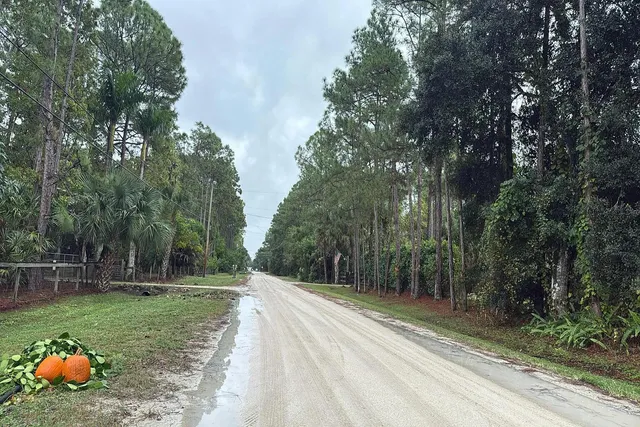 a view of a yard with plants and trees