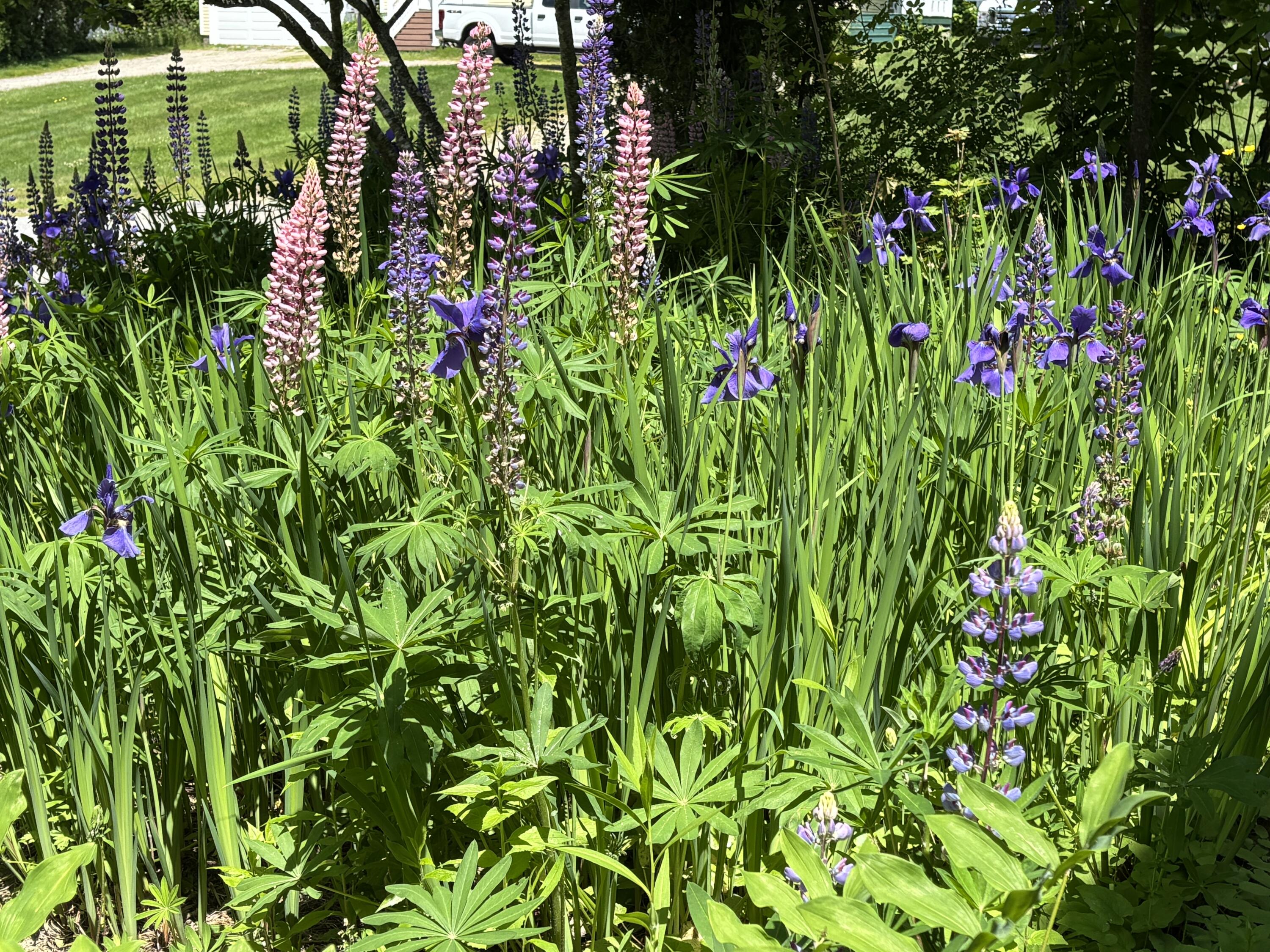 8 Sterling Street Ellsworth, ME 04605 - Photo 56 of 68 IMG_6354