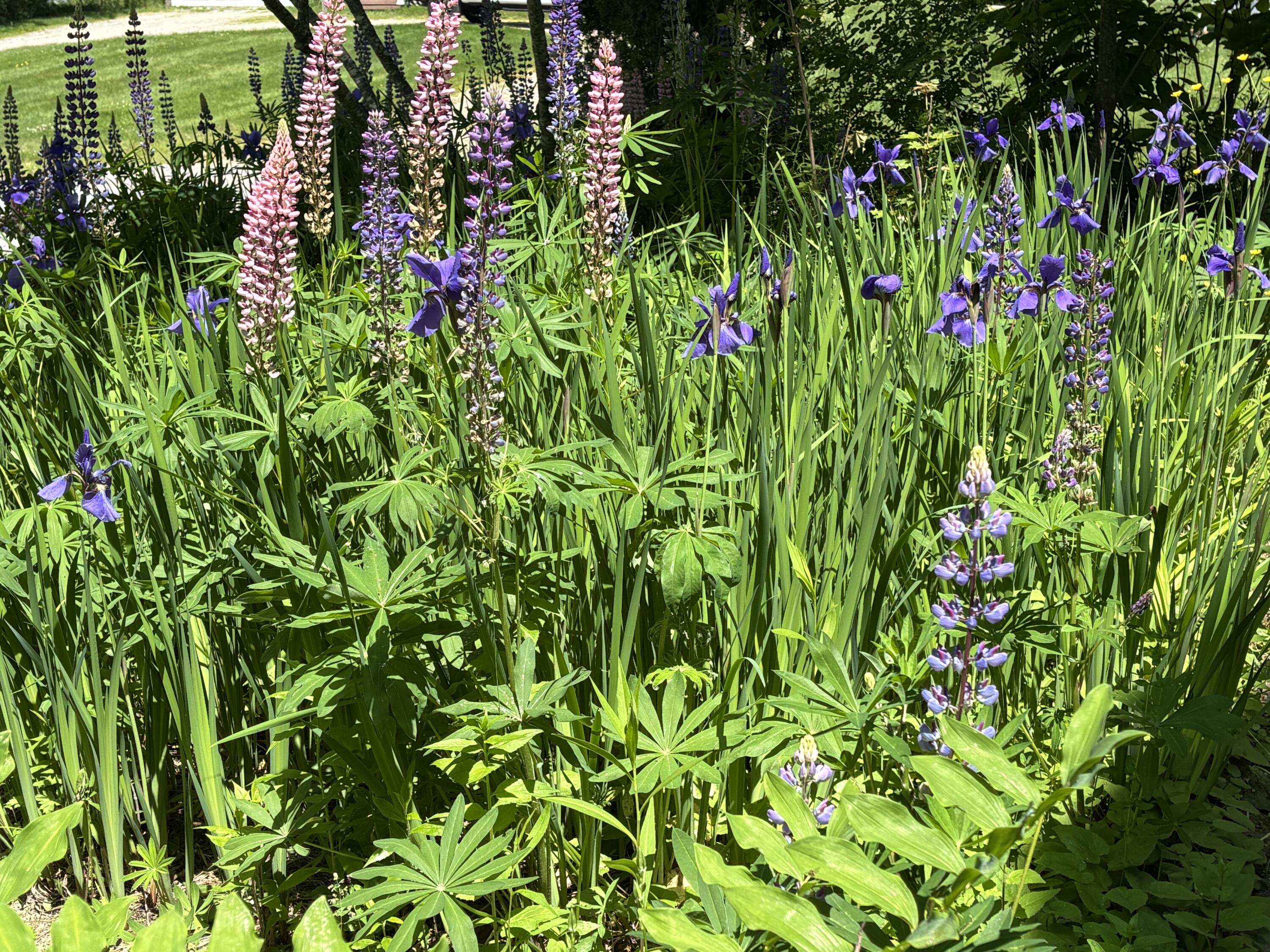 8 Sterling Street Ellsworth, ME 04605 - Photo 59 of 68 IMG_6353