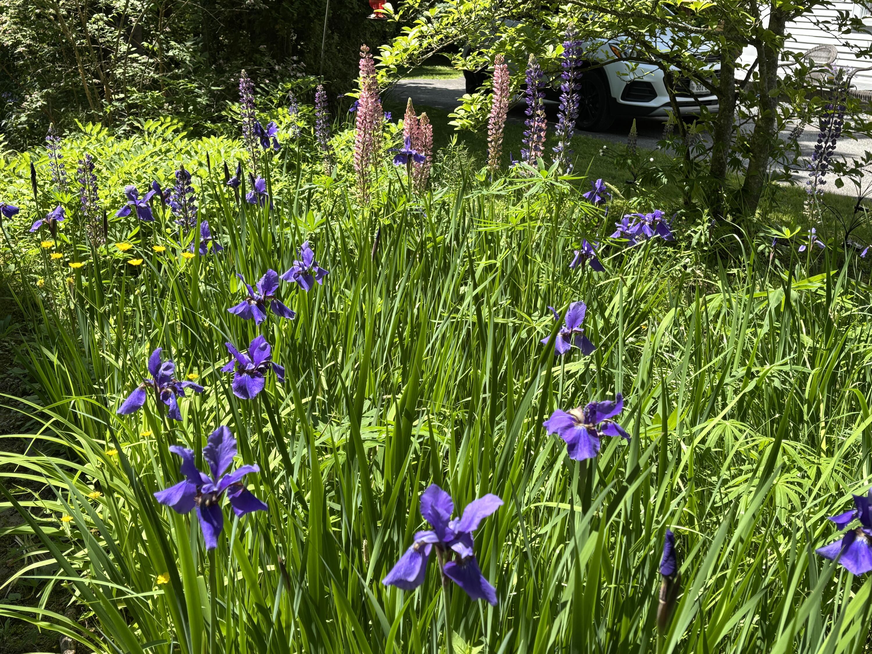 8 Sterling Street Ellsworth, ME 04605 - Photo 60 of 68 IMG_6349