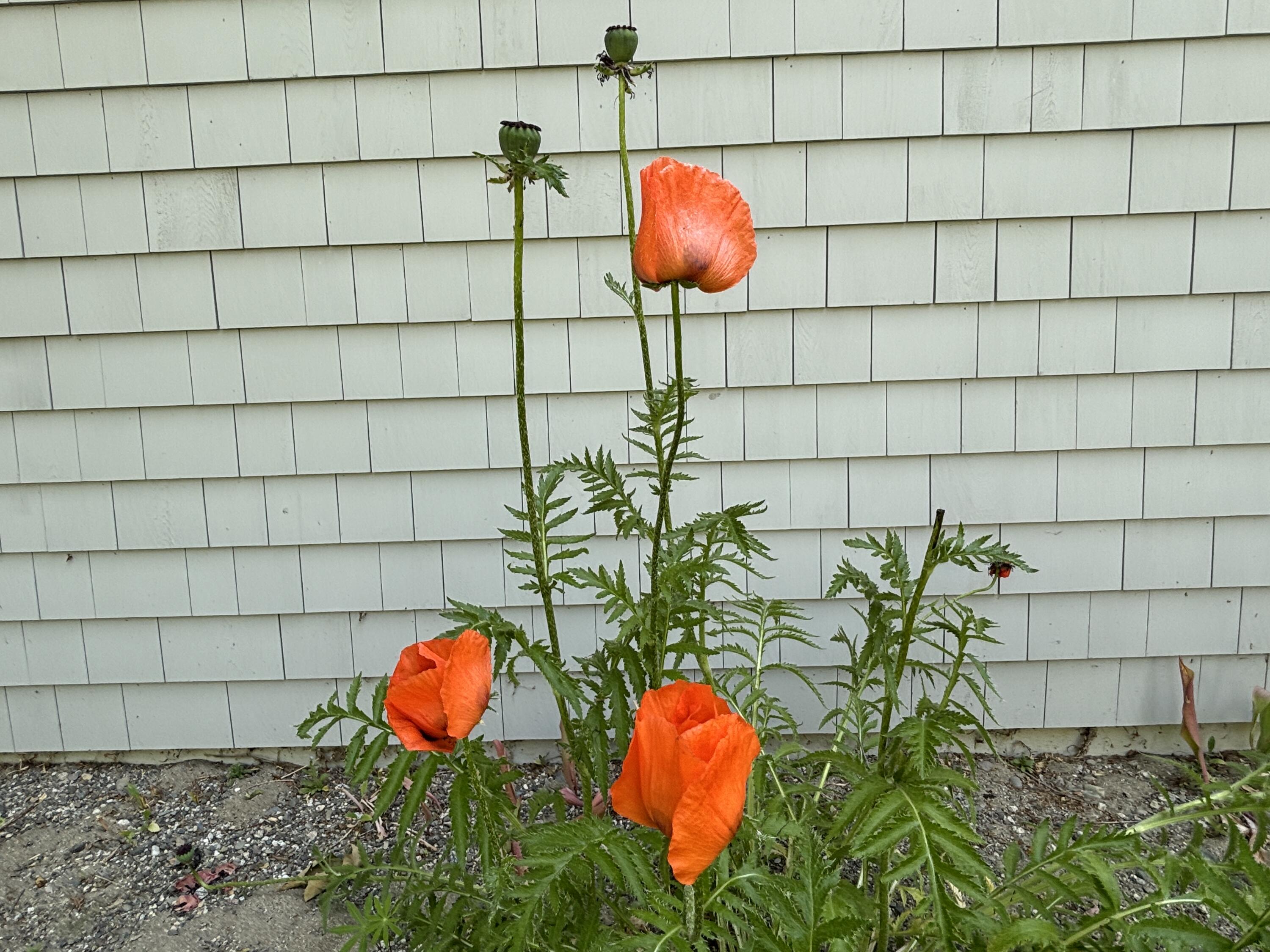 8 Sterling Street Ellsworth, ME 04605 - Photo 68 of 68 IMG_6355