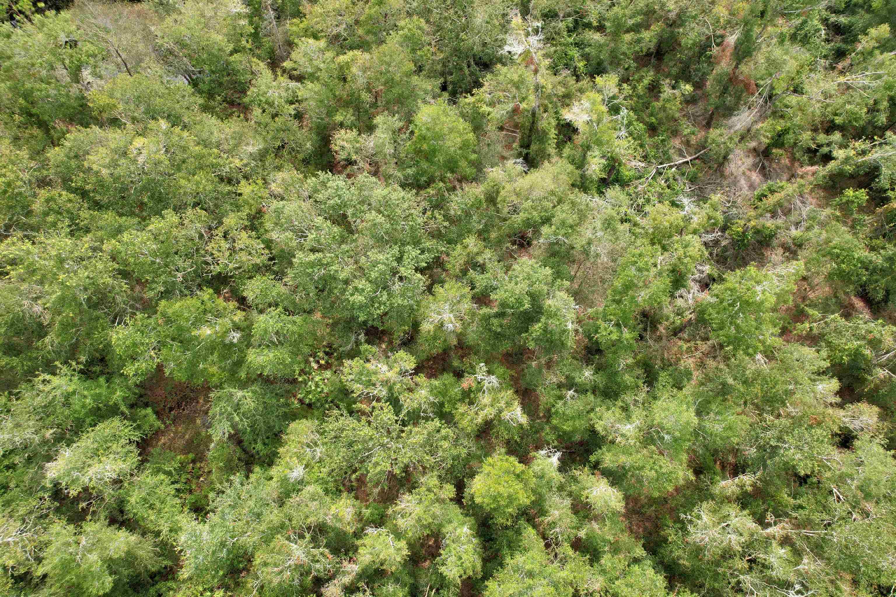 1 Tbd Mayo, FL 32066 - Photo 2 of 5