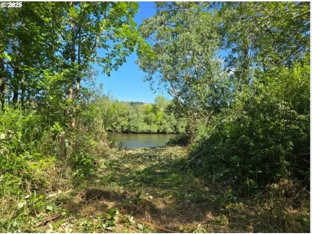 a view of a lake in a forest