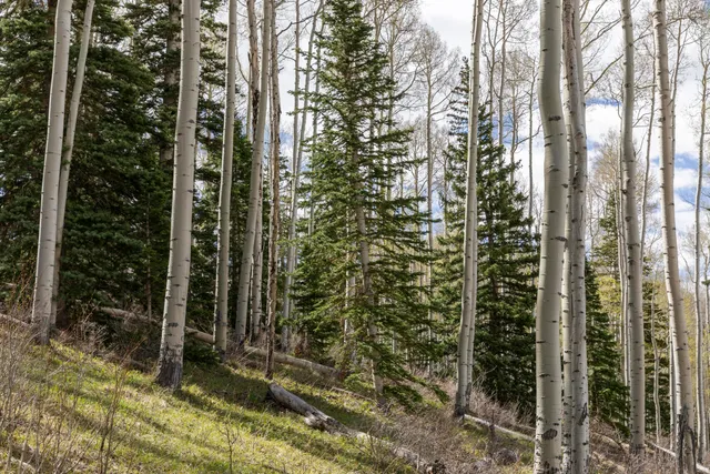a view of a wooden fence