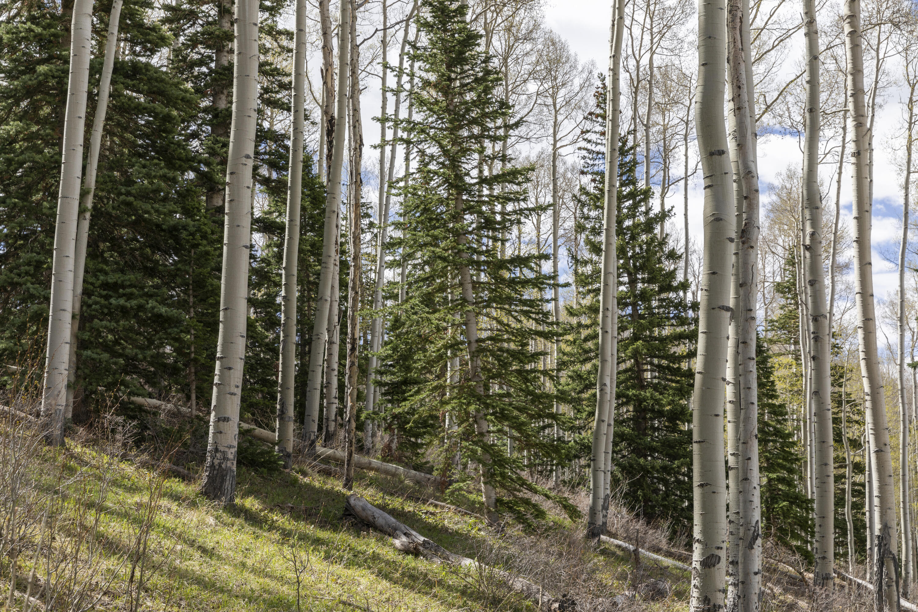 Tbd Elk Run Telluride, CO 81435 - Photo 14 of 24