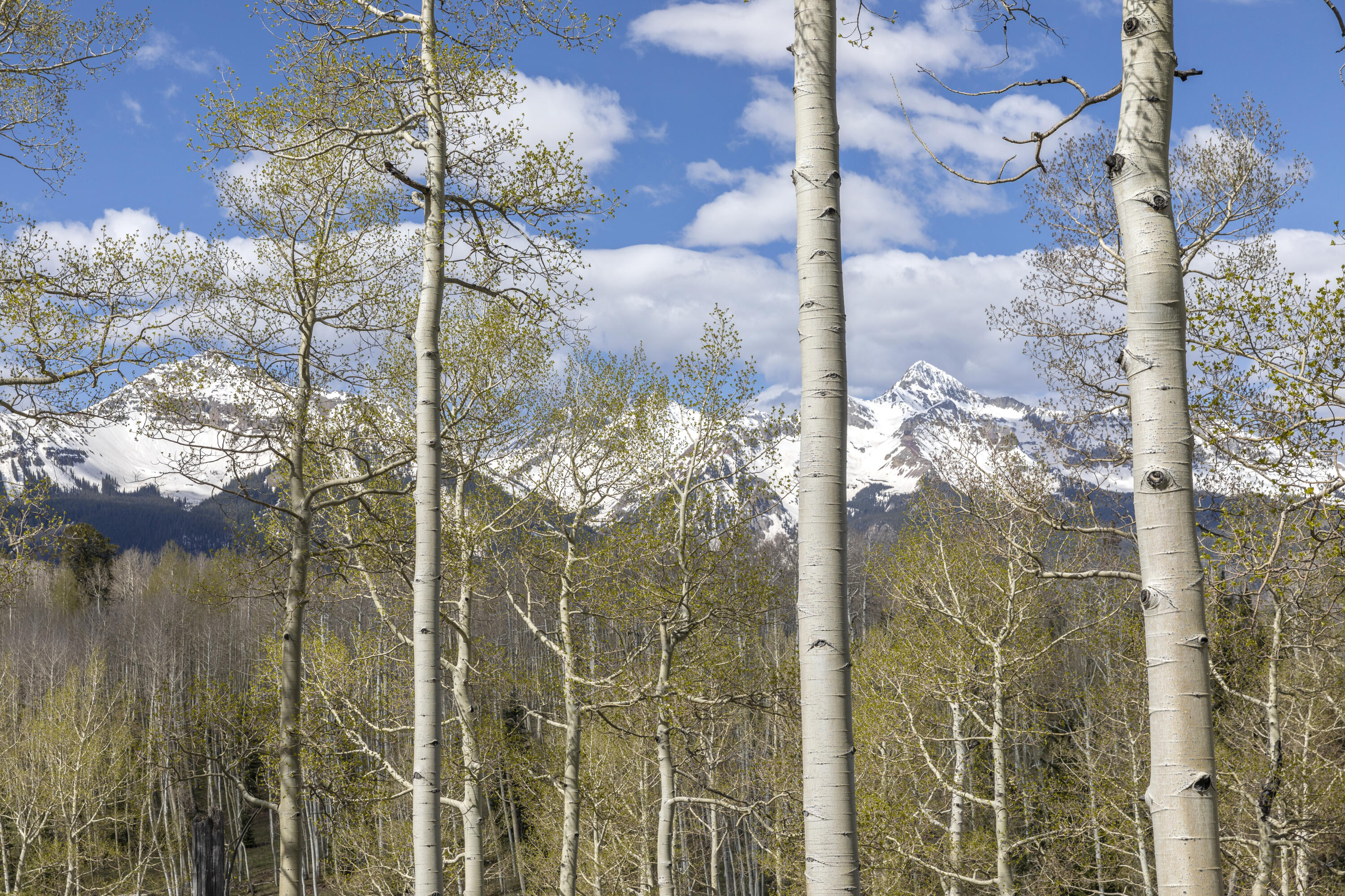 Tbd Elk Run Telluride, CO 81435 - Photo 24 of 24 a bathroom with a shower