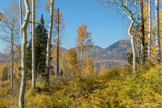 a view of a yard with mountains in the background