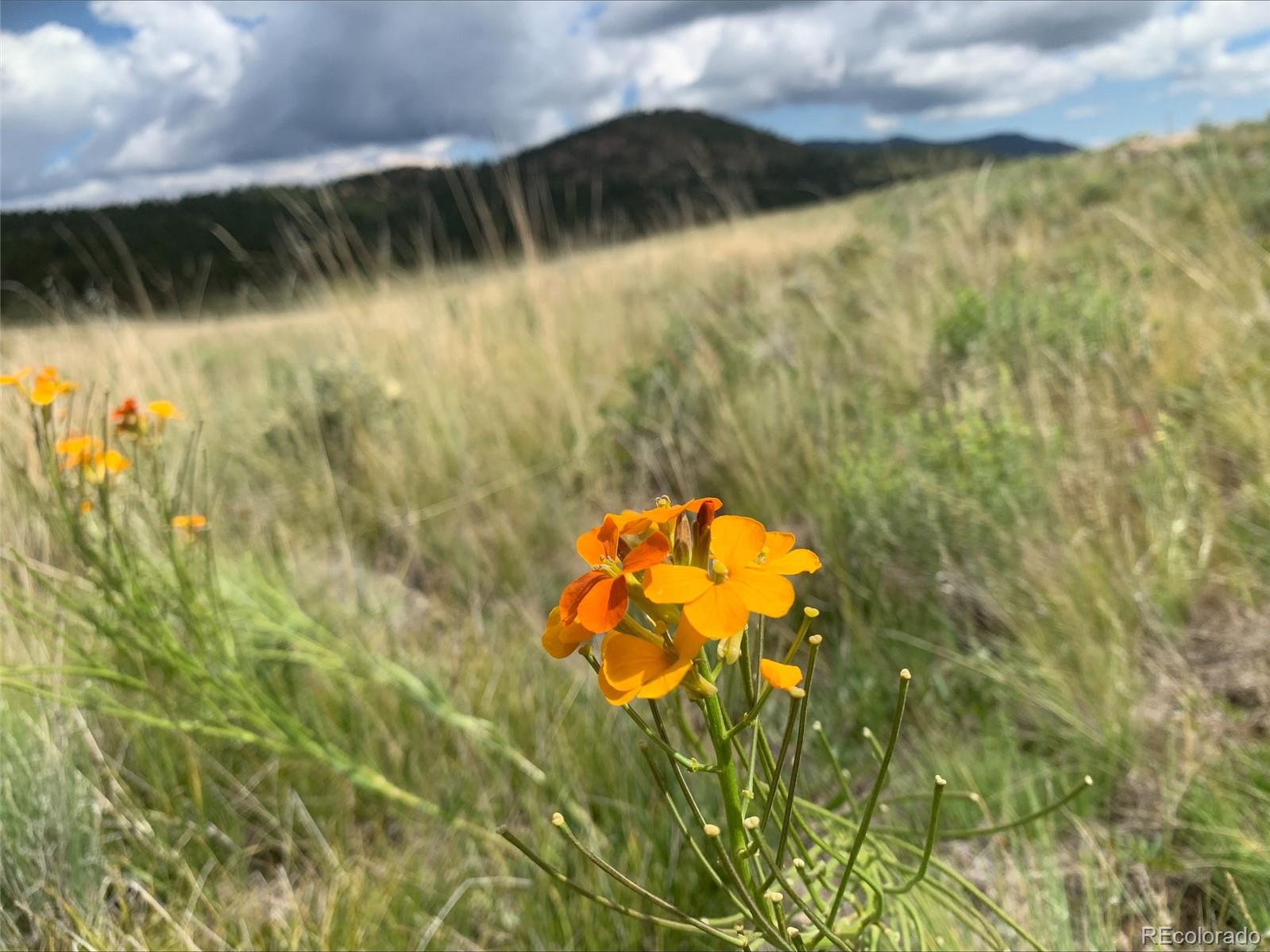 1485 Eagle Valley Road Westcliffe, CO 81252 - Photo 5 of 29