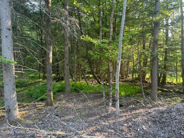 a view of a trees in a yard