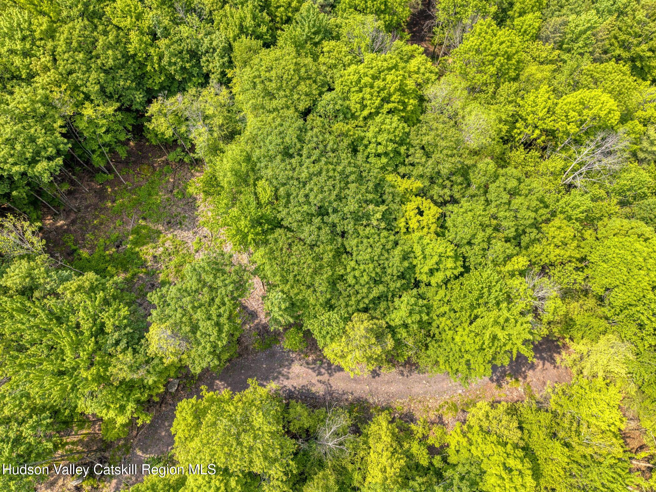 Tbd Boulder Brook Road Windham, NY 12496 - Photo 23 of 57 a view of a tree with a plant in front of it
