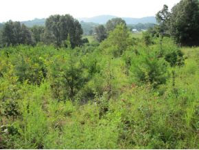 10-ac Flag Branch Road, Unit 3 Greeneville, TN 37743 - Photo 5 of 22 Photo 5