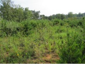10-ac Flag Branch Road, Unit 3 Greeneville, TN 37743 - Photo 6 of 22 Photo 6