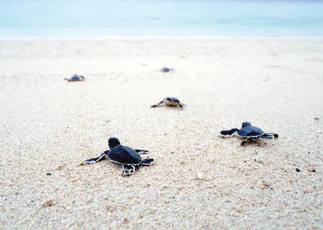 $1,995,000 | 2340 Marsh Hen Drive, Seabrook Island, SC 29455