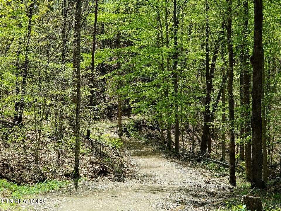 609 Miller Hollow Road Bean Station, TN 37708 - Photo 40 of 45 Back road spring