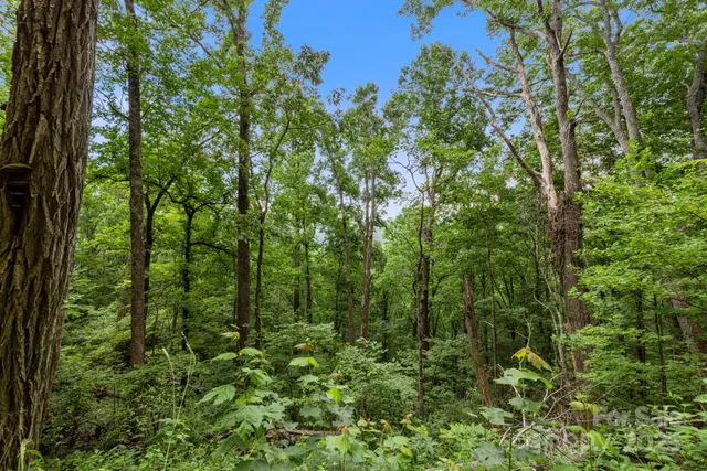 a view of a lush green forest