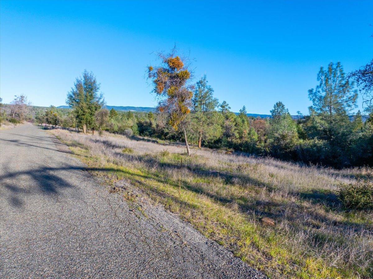 0 Sunnyview Drive Manton, CA 96059 - Photo 29 of 36 a view of a yard with a tree