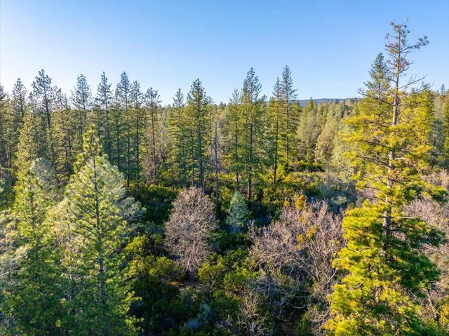 a view of a city with lush green forest
