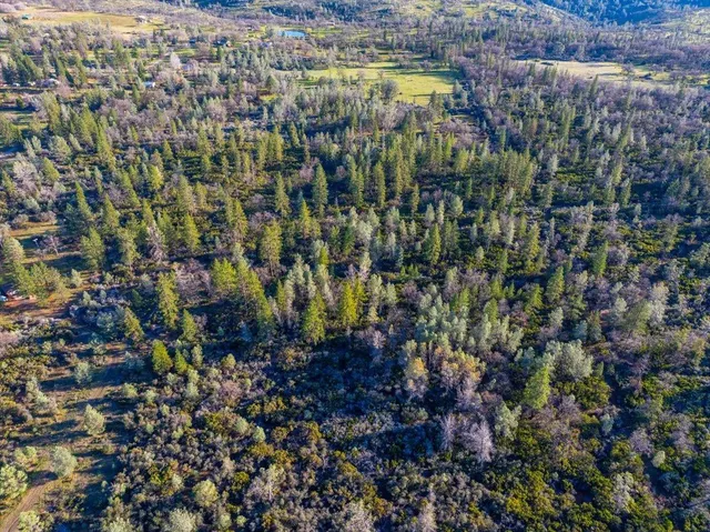 a view of a bunch of plants