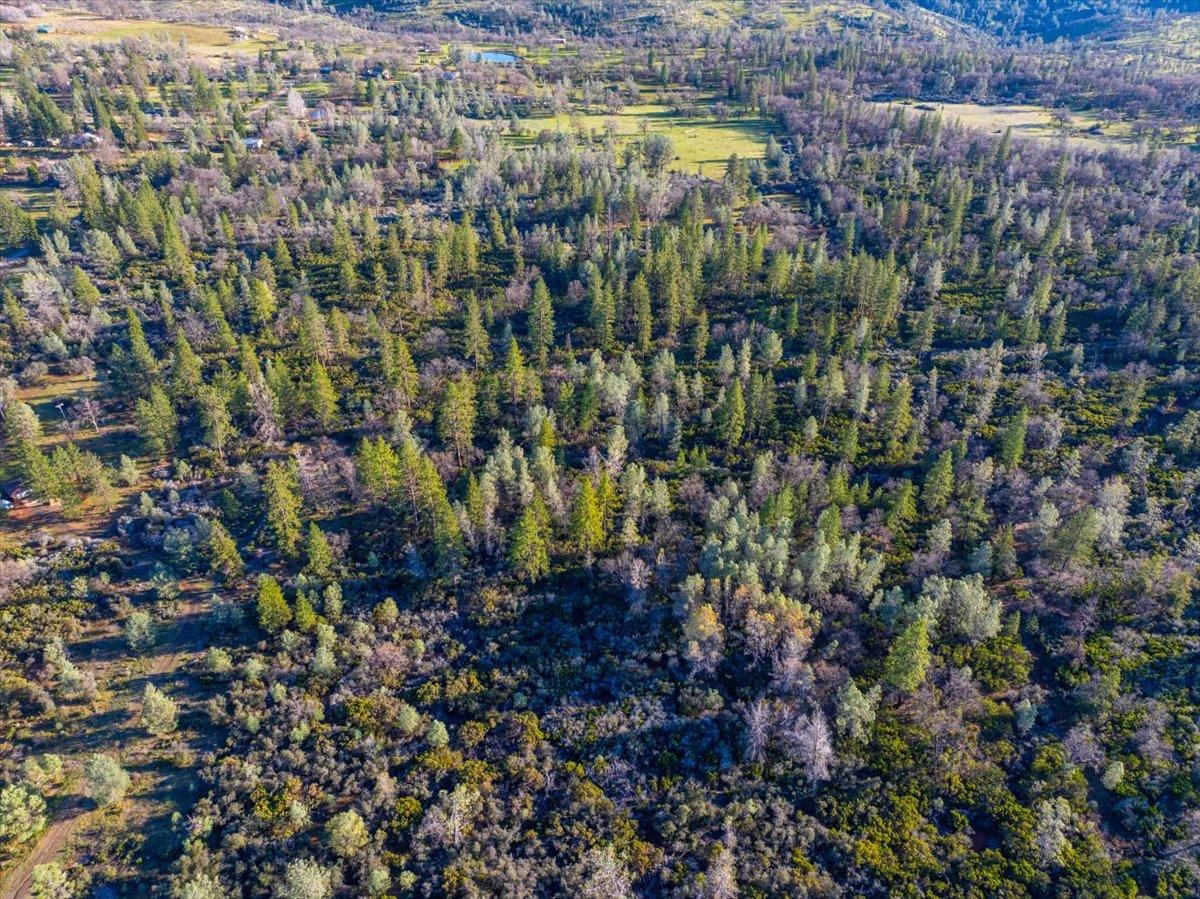 0 Sunnyview Drive Manton, CA 96059 - Photo 5 of 36 a view of a bunch of plants