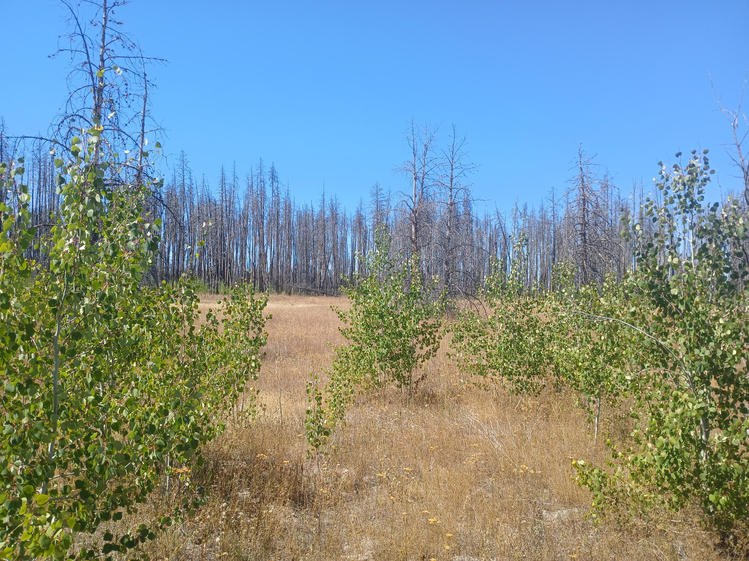 0 White Oak Lane, Unit LOT #9 Beatty, OR 97621 - Photo 8 of 15 20250822_130609