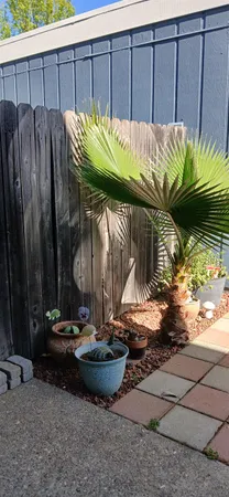 a view of a backyard with wooden fence