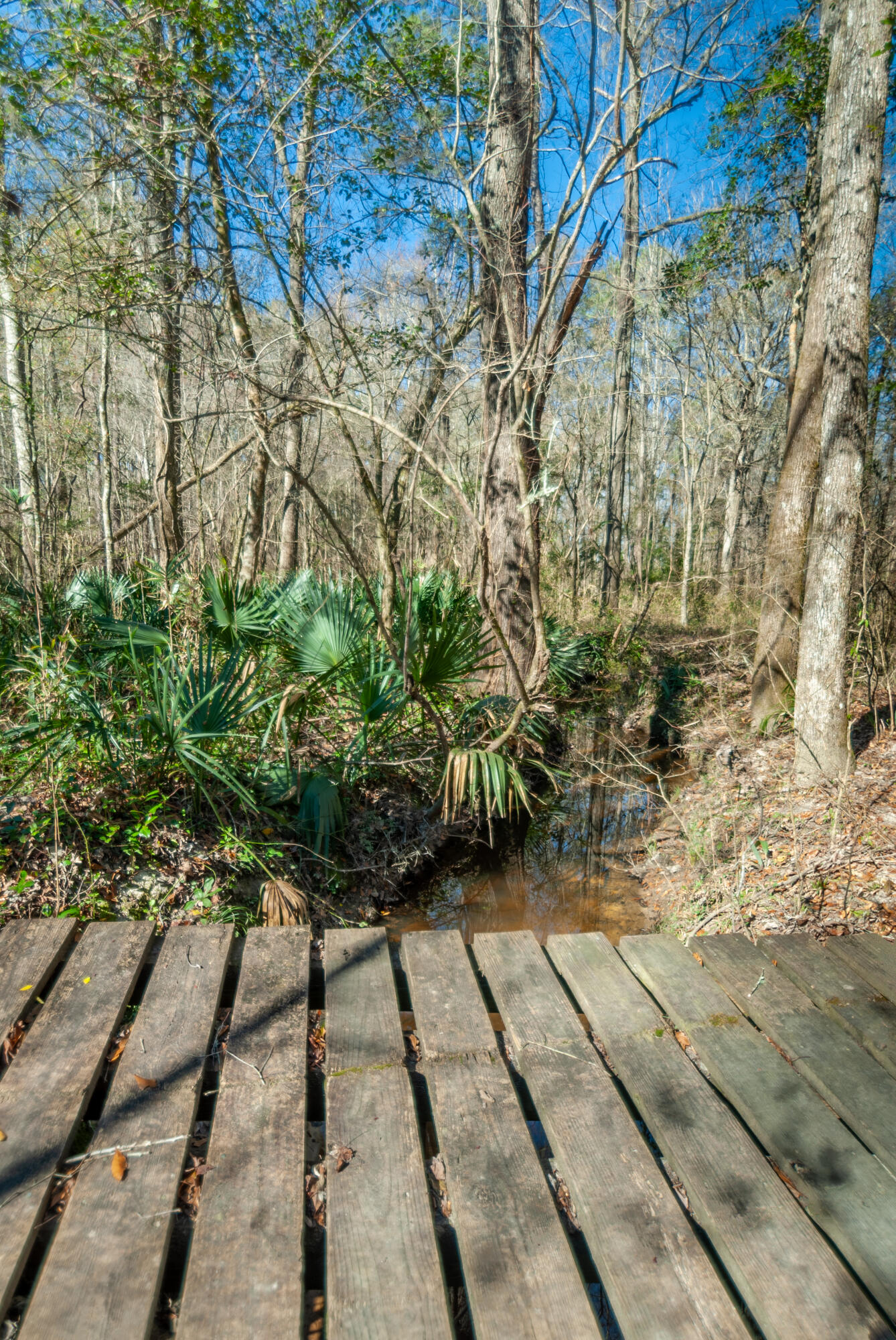 473 New Valley Road Summerville, SC 29486 - Photo 46 of 59 Back 3 Acres, Stream