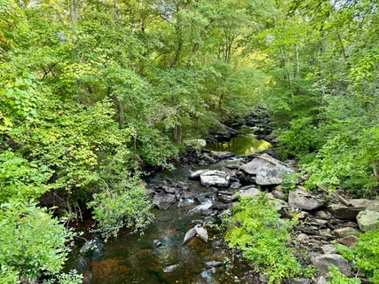 a view of a garden with plants