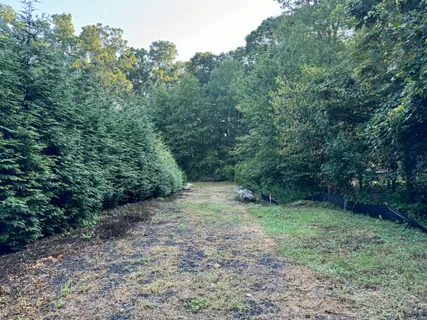 a view of a forest with trees in the background
