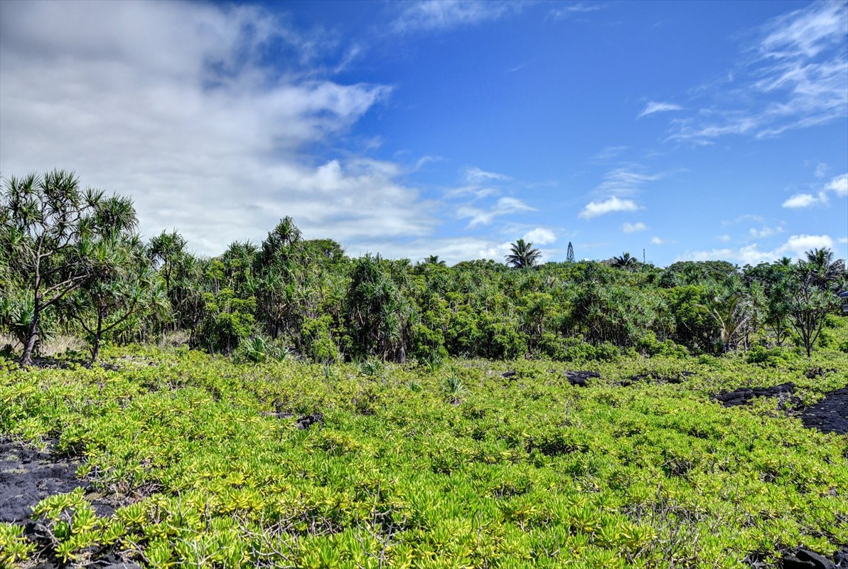 38 Government Beach Road Pahoa, HI 96778 - Photo 14 of 19 a view of a bunch of trees and bushes