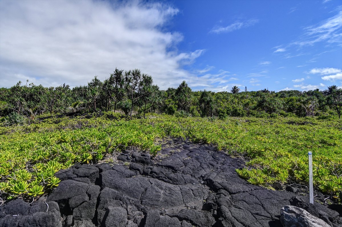 38 Government Beach Road Pahoa, HI 96778 - Photo 17 of 19 a view of a garden with a building in the background