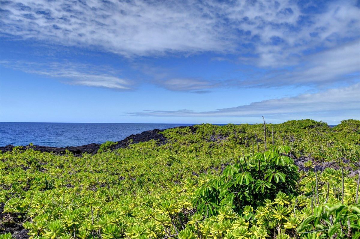 38 Government Beach Road Pahoa, HI 96778 - Photo 9 of 19 a view of a large yard with lots of green space