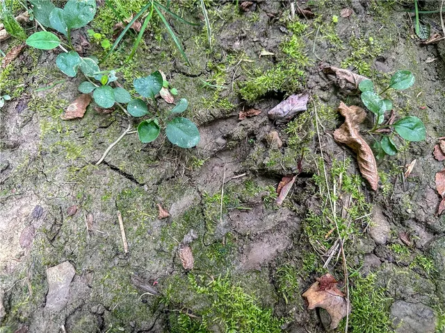 $35,900 | 8190 Billing Drive, Birdsall, NY 14804