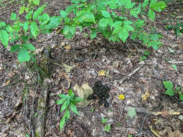 $35,900 | 8190 Billing Drive, Birdsall, NY 14804