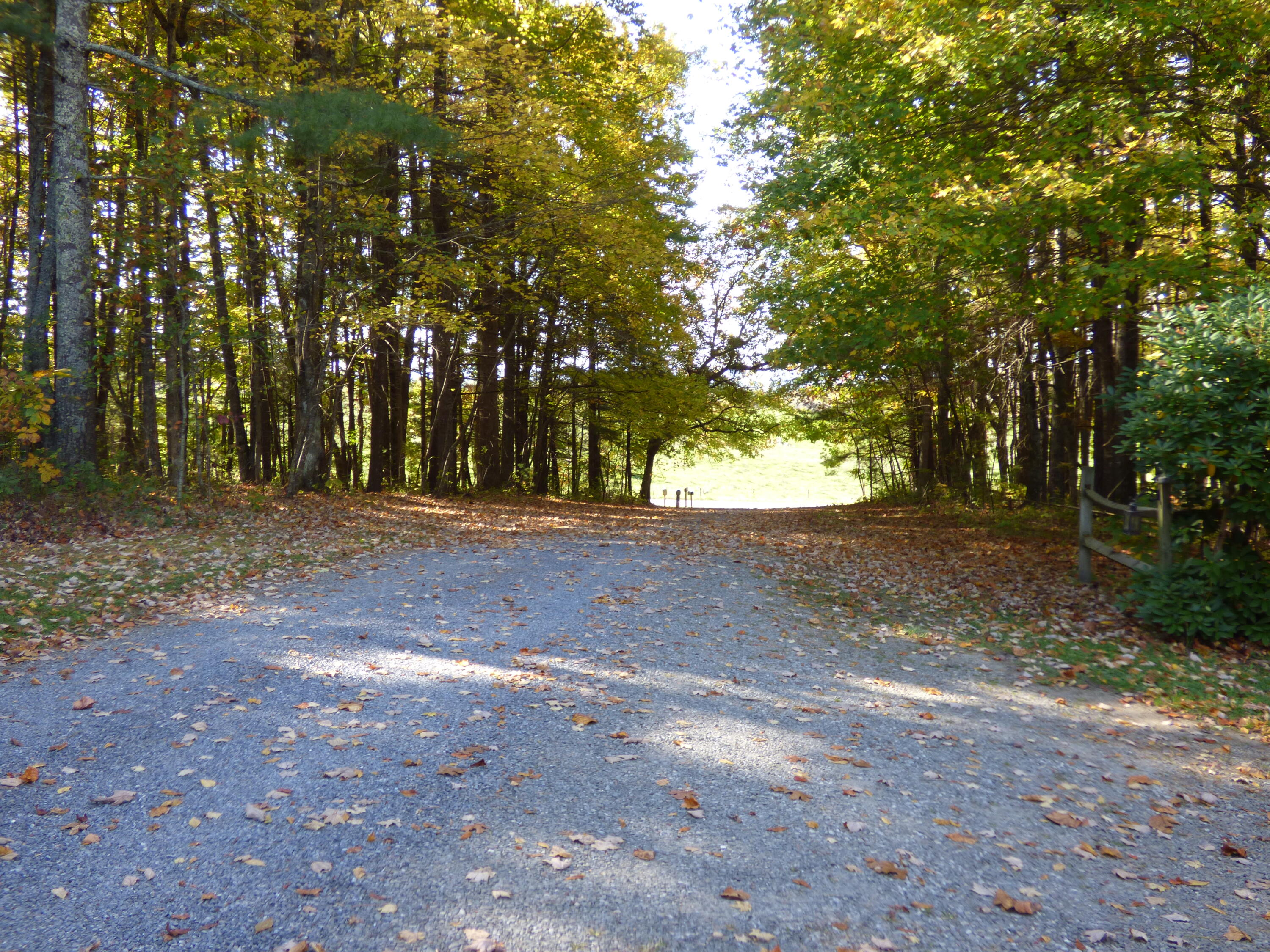 110 Little Cabin Road Northeast Floyd, VA 24091 - Photo 10 of 32 a view of dirt yard with a large trees