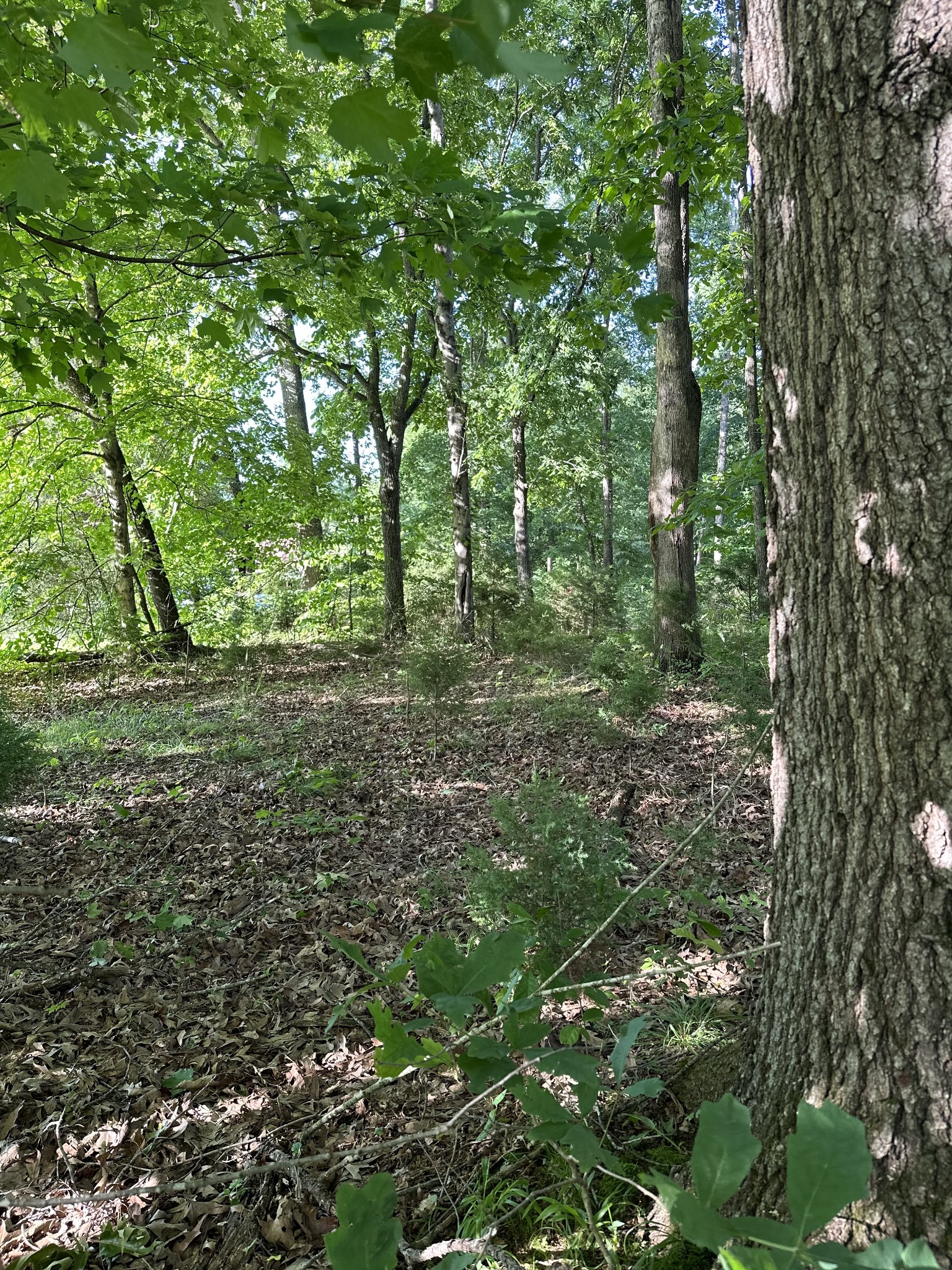 227 Carter Ridge Road Westmoreland, TN 37186 - Photo 51 of 60 Gallery Image 51